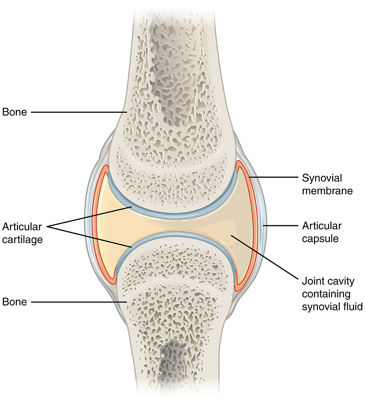 functions of synovial fluid